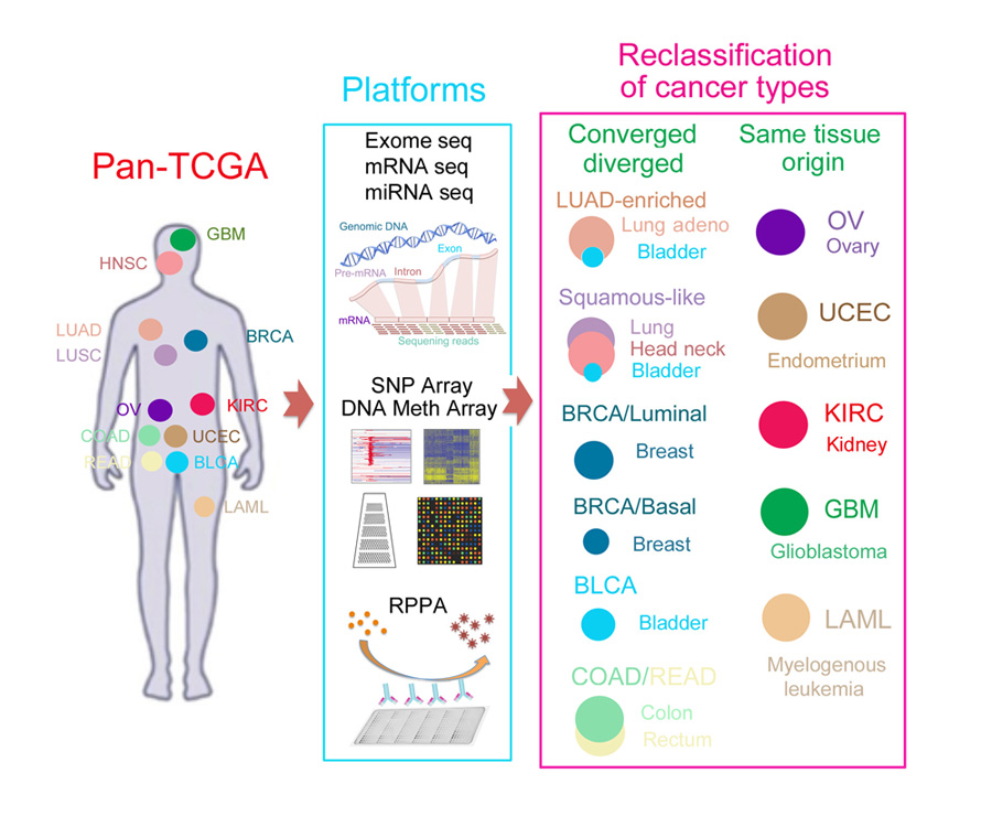 Powerful new system for classifying cancers
