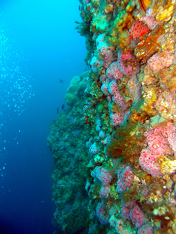 The ocean’s future?