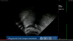  Studying the endangered Irish tongue—literally 