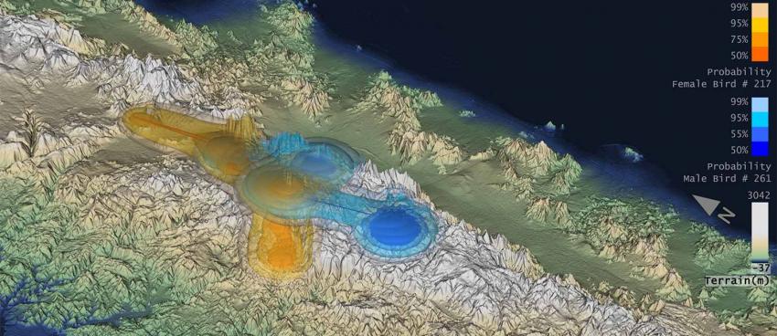 3D tracking of endangered wildlife