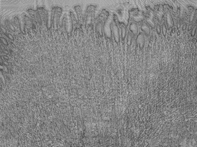 Computers as surrogate astronomers